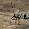 Tesarik alpsky - Rosalia alpina - Rosalia Longicorn 6334